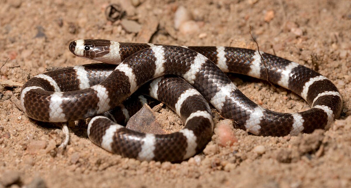 Snake scale - Wikipedia