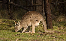 Eastern Grey Kangaroo Grazing Eastern Grey Kangaroo444.jpg