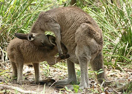 An Eastern Grey Kangaroo joey feeds as its mother shows her affection.