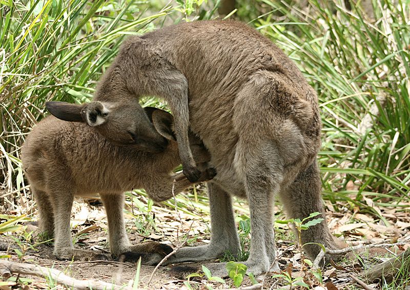 File:Eastern Grey Kangaroo Feeding.jpg