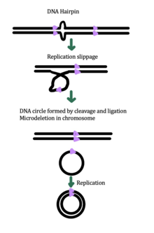 Formation of eccDNA via replication slippage EccDNA formation via replication slippage 2.tif