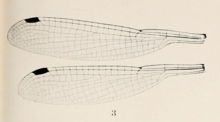 Ecchlorolestes peringueyi Ris 1921 sayap.png