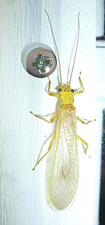 <i>Eccoptura</i> Genus of stoneflies