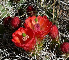 Echinocereus triglochidiatus 8.jpg 