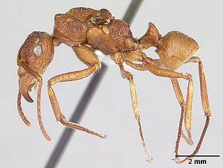 <i>Ectatomma parasiticum</i> Species of ant