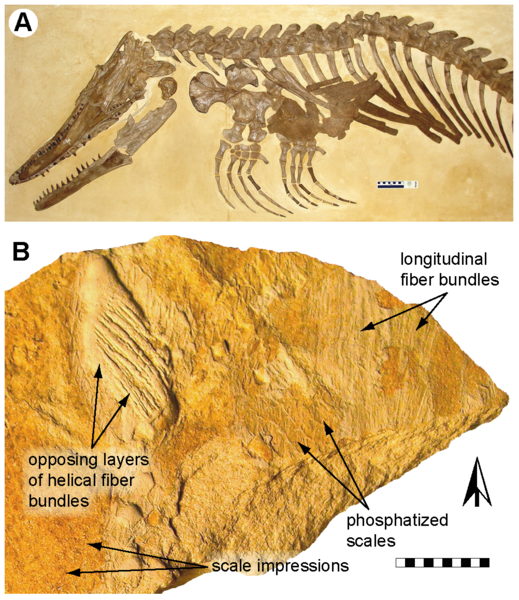 File:Ectenosaurus clidastoides.png