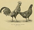 Thumbnail for Cannibalism in poultry