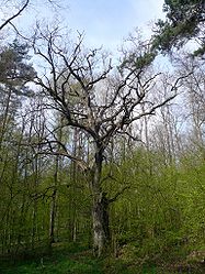 Oak near Kleinwenkheim, 1.jpg