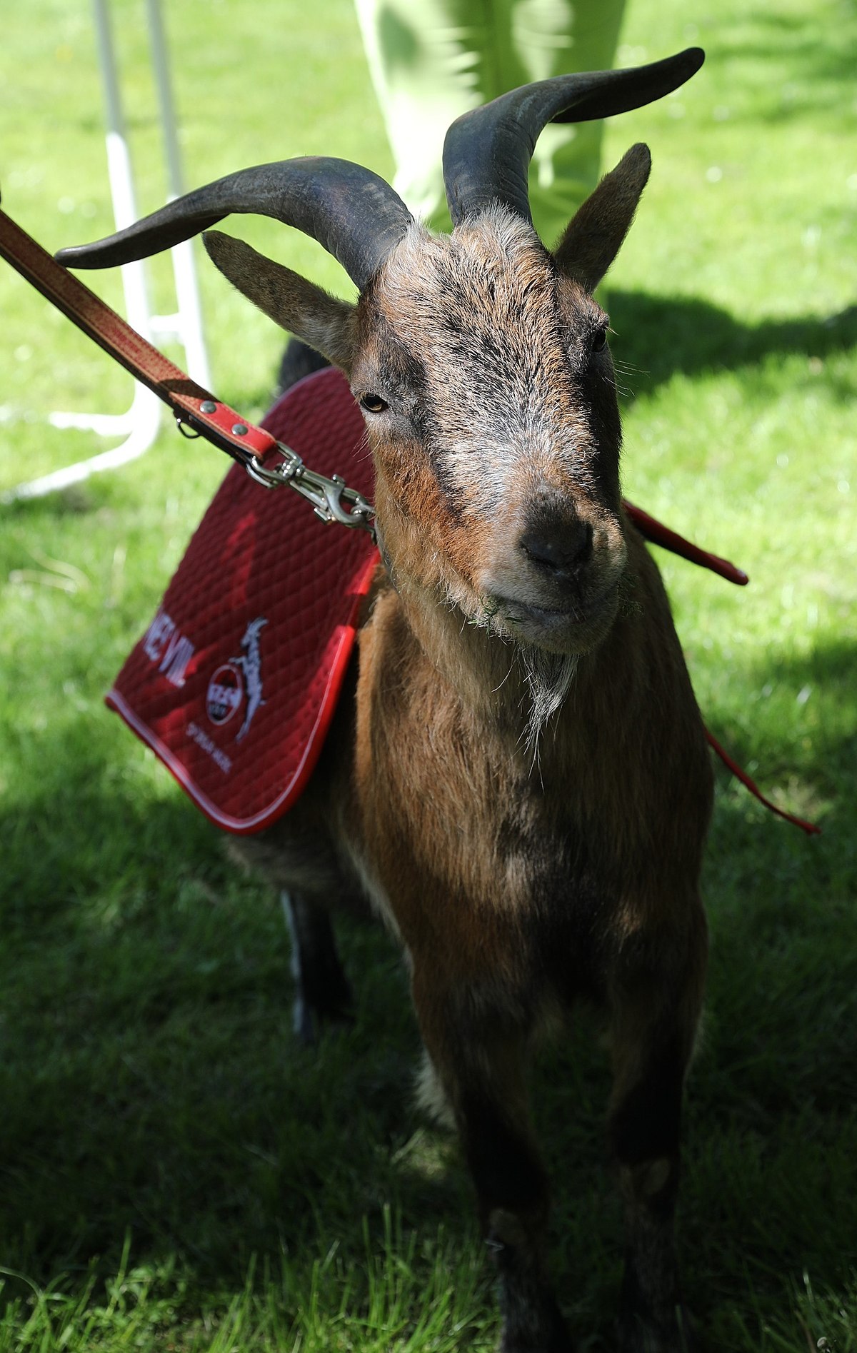 GeiÃŸbock Hennes â€