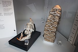 Elephant molars compared to rodent molars (48058012058).jpg