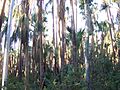 Trees in Elsey National Park