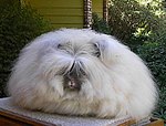 Angora rabbit