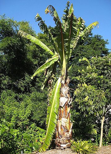 Ensete ventricosum