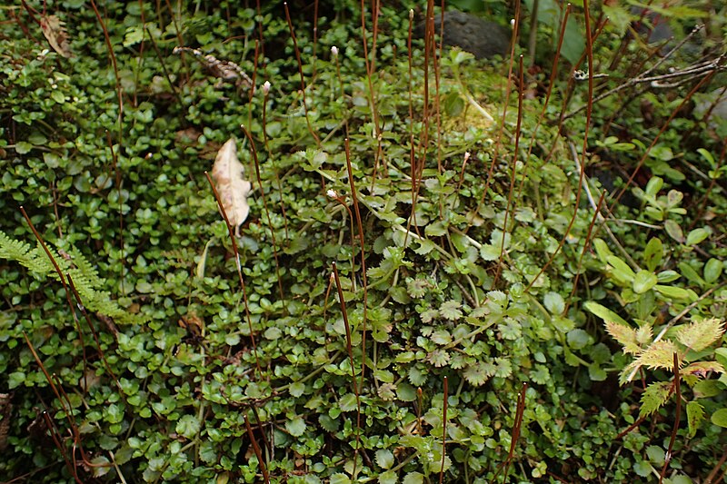 File:Epilobium brunnescens kz6.jpg