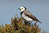 male White-fronted Chat, Orielton Lagoon