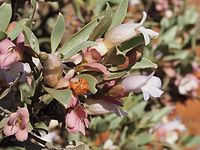 Eremophila tietkensii