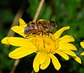 * Nomination Hoverfly on flower (Eristalinus taeniops) - Alvesgaspar 22:25, 7 September 2007 (UTC) * Promotion Sufficient detail and excellent exposure. Calibas 16:49, 8 September 2007 (UTC)
