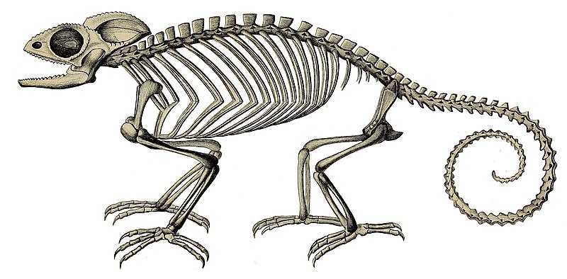 File:Erpétologie générale, ou, Histoire naturelle complète des reptiles (Chamaeleo chamaeleon skeleton).jpg