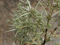 Eryngium glomeratum