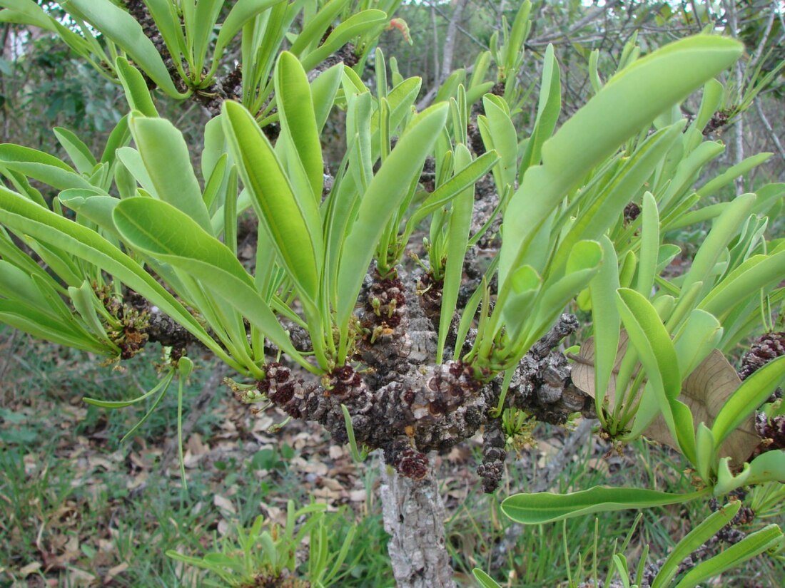 Erythroxylum