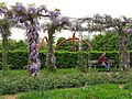 Pergola mit blühenden Glycinien und Gartenschlauch von Claes Oldenburg