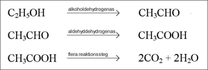 Etanol metabolism.png