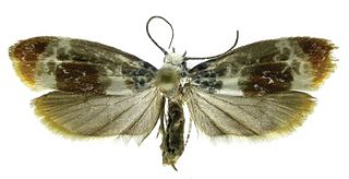 <i>Ethmia mnesicosma</i> Species of moth