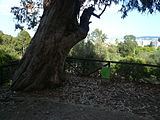 Eucaliptus (Eucalyptus globulus) al parc de l'Oreneta. És un arbre d'interès local.