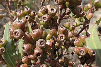 fruit Eucalyptus dissimulata fruit.jpg