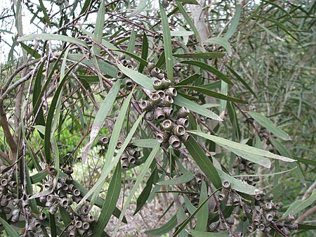 Eucalyptus_viridis
