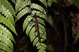 Eucles bifasciatus