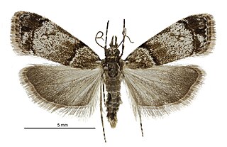 <i>Eudonia choristis</i> Species of moth