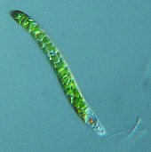 Euglena mutabilis, a photosynthetic flagellate Euglena mutabilis - 400x - 1 (10388739803) (cropped).jpg