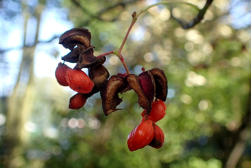 File:Euonymus latifolius kz4.jpg