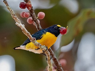 <span class="mw-page-title-main">White-vented euphonia</span> Species of bird