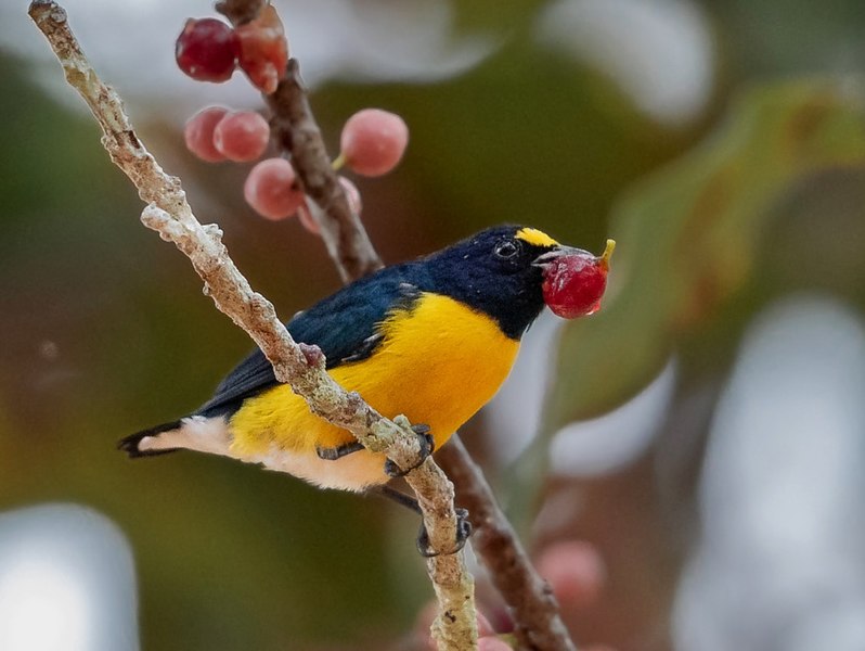 File:Euphonia minuta - White-vented Euphonia (male); Manacapuru, Amazonas, Brazil.jpg