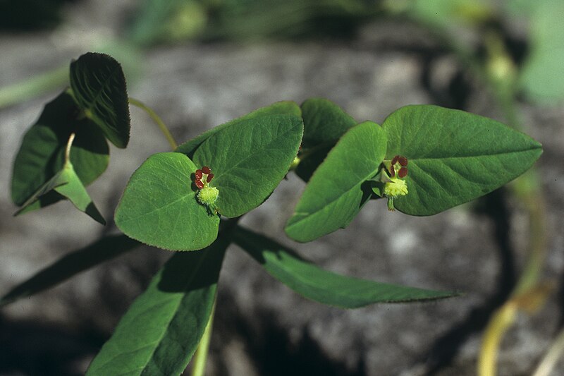 File:Euphorbia dulcis Zagon Slovenia.jpg