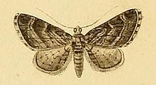 Eupithecia ericeata.JPG