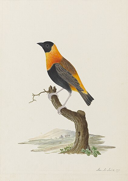 File:Euplectes franciscanus (Isert) Northern red bishop - Ann Lee - 107-1973-17.jpg