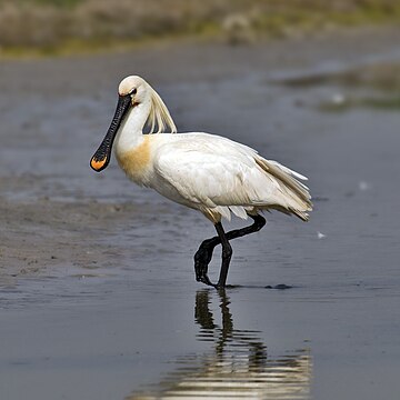 Platalea leucorodia