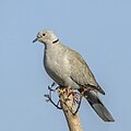 * Nomination Eurasian collared-dove (Streptopelia decaocto), Rajasthan, India --Charlesjsharp 10:24, 13 December 2017 (UTC) * Promotion Good quality. --Ermell 11:02, 13 December 2017 (UTC)