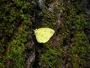 Eurema blanda (Three-Spot Grass Yellow)