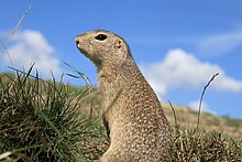 European ground squirrels are an important food source for eastern imperial eagles. Europaischer Ziesel (Spermophilus citellus) Schloss Orth Nationalparkzentrum 9.jpg