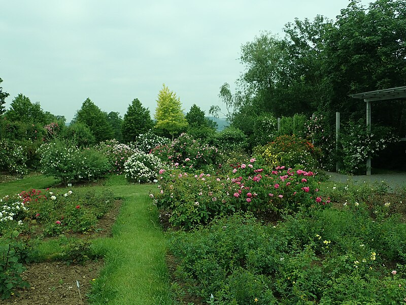 File:Europa-Rosarium Sangerhausen 2019-06-07 1208.jpg