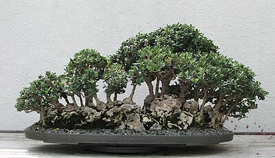 Oliwka uprawiana jako bonsai