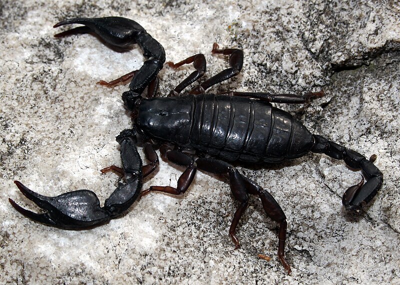 File:Euscorpius.jpg