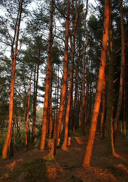 File:Evening Sunlight on Forestry. - geograph.org.uk - 579227.jpg