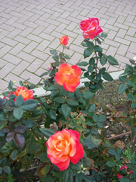 File:FLORES DE JARDIN.jpg