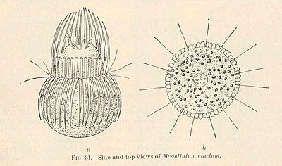 Mesodinium