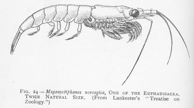 File:FMIB 46403 Meganyctiphanes norvegica, One of the Euphausiacea.jpeg